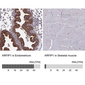 Merck Anti-ARFIP1 antibody produced in rabbit