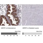 Merck Anti-ARFIP1 antibody produced in rabbit