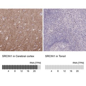 Merck Anti-SRCIN1 antibody produced in rabbit