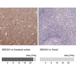 Merck Anti-SRCIN1 antibody produced in rabbit