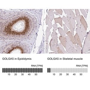 Merck Anti-GOLGA5 antibody produced in rabbit