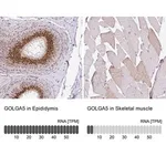 Merck Anti-GOLGA5 antibody produced in rabbit