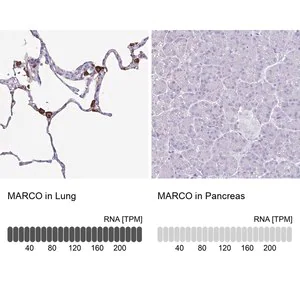 Merck Anti-MARCO antibody produced in rabbit
