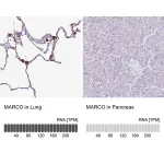 Merck Anti-MARCO antibody produced in rabbit