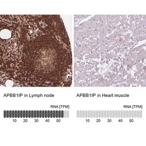 Merck Anti-APBB1IP antibody produced in rabbit