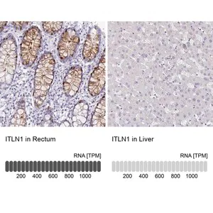 Merck Anti-ITLN1 antibody produced in rabbit