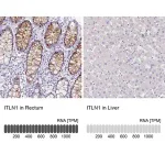 Merck Anti-ITLN1 antibody produced in rabbit