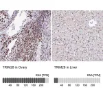 Merck Anti-TRIM28 antibody produced in rabbit