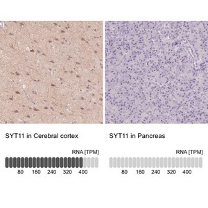 Merck Anti-SYT11 antibody produced in rabbit