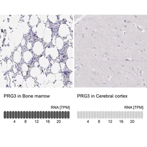Merck Anti-PRG3 antibody produced in rabbit
