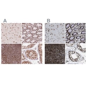 Merck Anti-ZNF207 antibody produced in rabbit