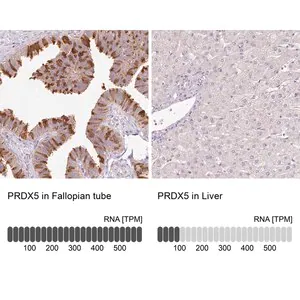 Merck Anti-PRDX5 antibody produced in rabbit