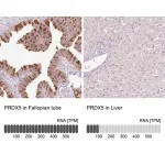 Merck Anti-PRDX5 antibody produced in rabbit