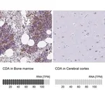 Merck Anti-CDA antibody produced in rabbit