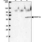 Merck Anti-PRPF19 antibody produced in rabbit