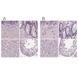 Merck Anti-BHLHE22 antibody produced in rabbit