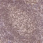Merck Anti-SNRPG antibody produced in rabbit