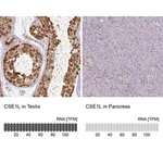Merck Anti-CSE1L antibody produced in rabbit