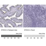 Merck Anti-DYDC2 antibody produced in rabbit