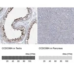 Merck Anti-CCDC88A antibody produced in rabbit