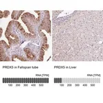 Merck Anti-PRDX5 antibody produced in rabbit