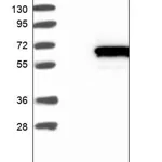 Merck Anti-SH3BP5L antibody produced in rabbit