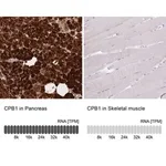 Merck Anti-CPB1 antibody produced in rabbit