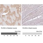 Merck Anti-PLCD4 antibody produced in rabbit