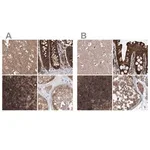 Merck Anti-VPS37B antibody produced in rabbit