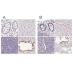 Merck Anti-PLCD4 antibody produced in rabbit