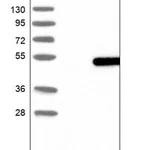 Merck Anti-WDR74 antibody produced in rabbit
