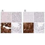 Merck Anti-MYOZ1 antibody produced in rabbit
