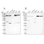 Merck Anti-USO1 antibody produced in rabbit