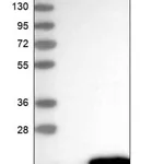 Merck Anti-C11orf52 antibody produced in rabbit