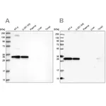 Merck Anti-STX6 antibody produced in rabbit