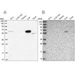 Merck Anti-SUOX antibody produced in rabbit