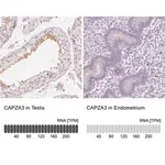 Merck Anti-CAPZA3 antibody produced in rabbit