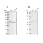 Merck Anti-PSMD13 antibody produced in rabbit