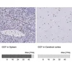 Merck Anti-CD7 antibody produced in rabbit