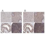 Merck Anti-PSMD4 antibody produced in rabbit