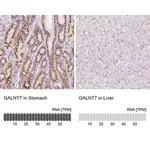 Merck Anti-GALNT7 antibody produced in rabbit
