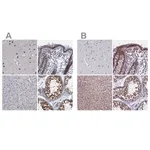 Merck Anti-PPHLN1 antibody produced in rabbit