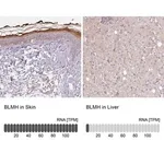 Merck Anti-BLMH antibody produced in rabbit