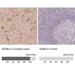 Merck Anti-SEZ6L2 antibody produced in rabbit