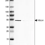 Merck Anti-VGLL4 antibody produced in rabbit