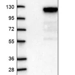 Merck Anti-SPICE1 antibody produced in rabbit