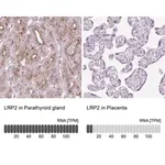 Merck Anti-LRP2 antibody produced in rabbit