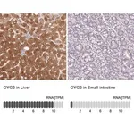Merck Anti-GYG2 antibody produced in rabbit