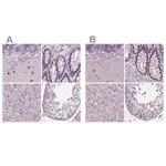 Merck Anti-BHLHE22 antibody produced in rabbit