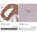 Merck Anti-HIF1AN antibody produced in rabbit